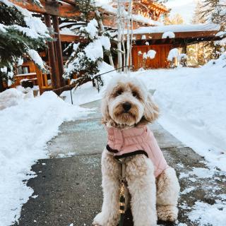 Truckee winter floof