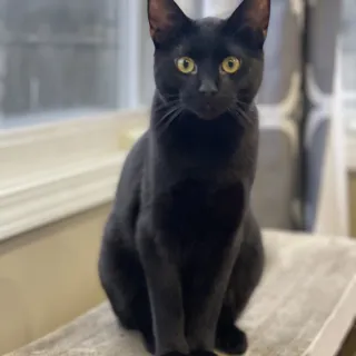 Cosmo