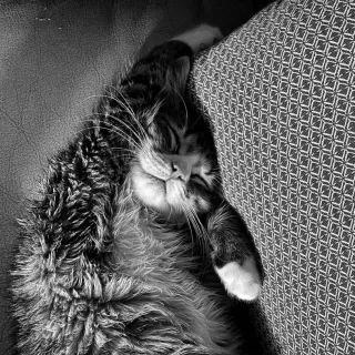 Chat Dormant / Sleeping Cat 