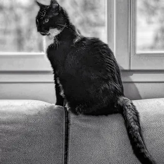 The "vague form" from felines