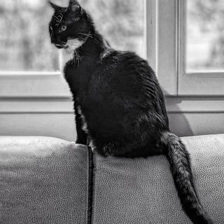 The "vague form" from felines