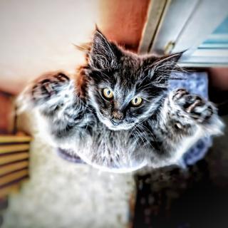 "Arrête-Moi Si Tu Pux". (Attrape-moi si tu peux).