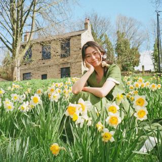 British daffodils