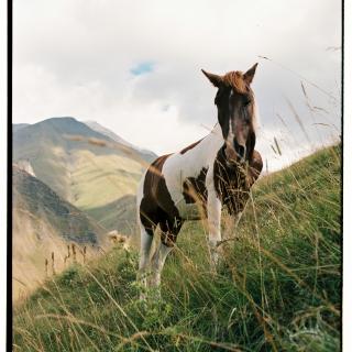 Slow Horse