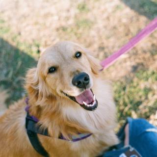 🐶