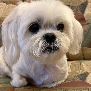 Gizmo 