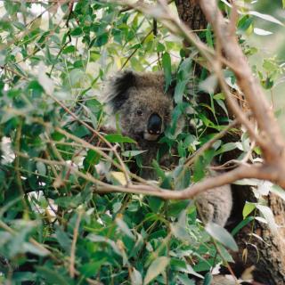 Koala Business