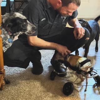 Here’s JoJo’s adventures filled with zoomies and on his new wheels!