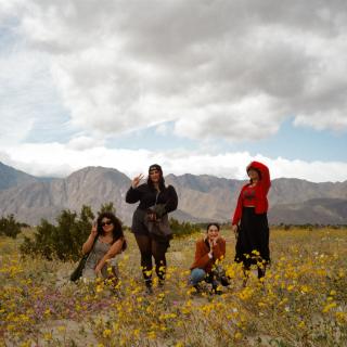 Desert Wildflowers