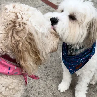 Unconditional love 