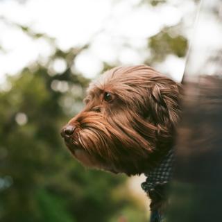 King Buster. Lord of all good boys. Seeker of treats.