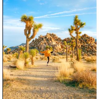 Golden hour at Joshua tree