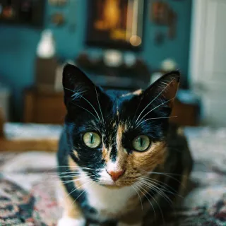 Juju beans