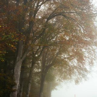 Foggy misty milky moody