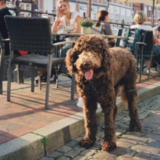 함부르크, ein Hund