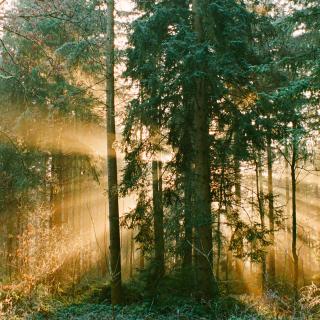 Golden hour lighting in misty forest on Kodak Ultramax 