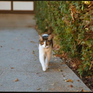 Out for a stroll